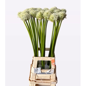 ALLIUM MOUNT EVEREST