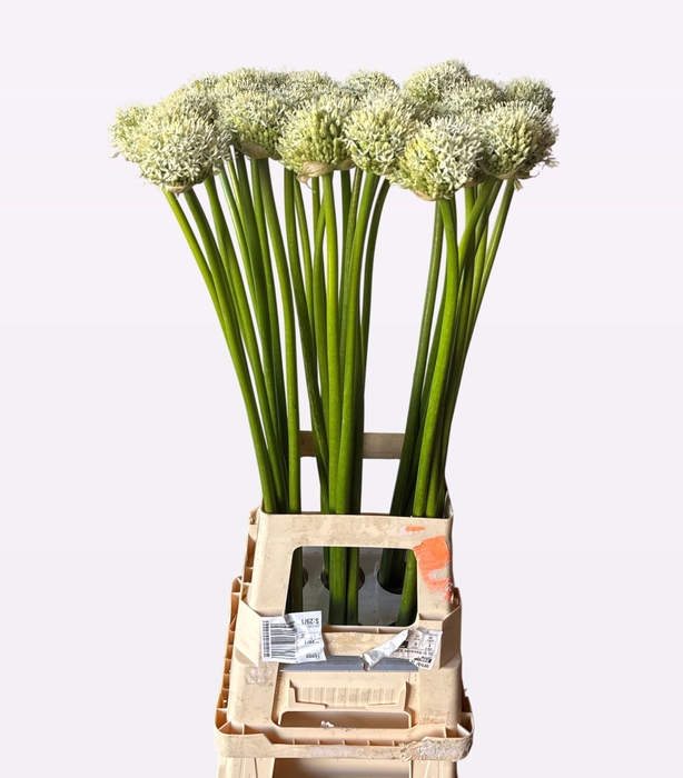 <h4>ALLIUM MOUNT EVEREST</h4>