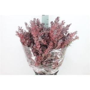 Acacia Mimosa Klb Baileyana Rood