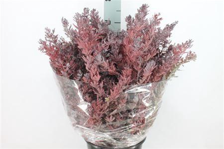 <h4>Acacia Mimosa Klb Baileyana Rood</h4>