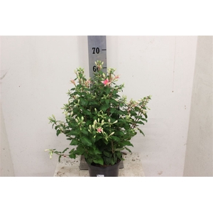 Fuchsia Walz Jubelt 21cm