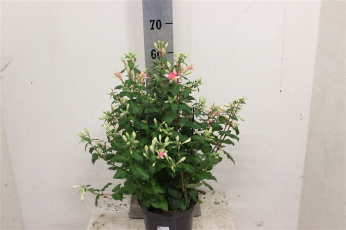 <h4>Fuchsia Walz Jubelt 21cm</h4>