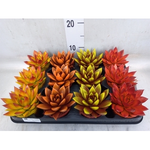 Echeveria  'Miranda'