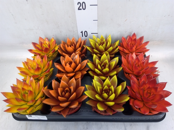 <h4>Echeveria  'Miranda'</h4>