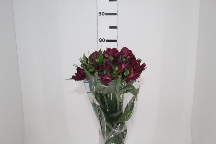 <h4>ALSTROEMERIA POMPEII 080 CM</h4>