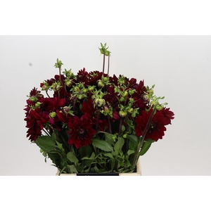 Dahlia Arabian Night