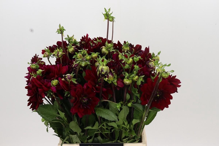 <h4>Dahlia Arabian Night</h4>