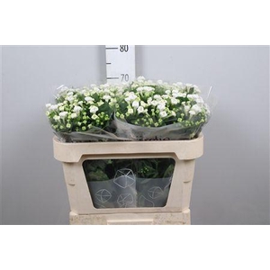 Bou En Whi Sensation