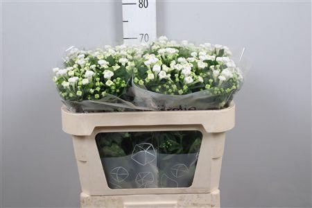 <h4>Bou En Whi Sensation</h4>