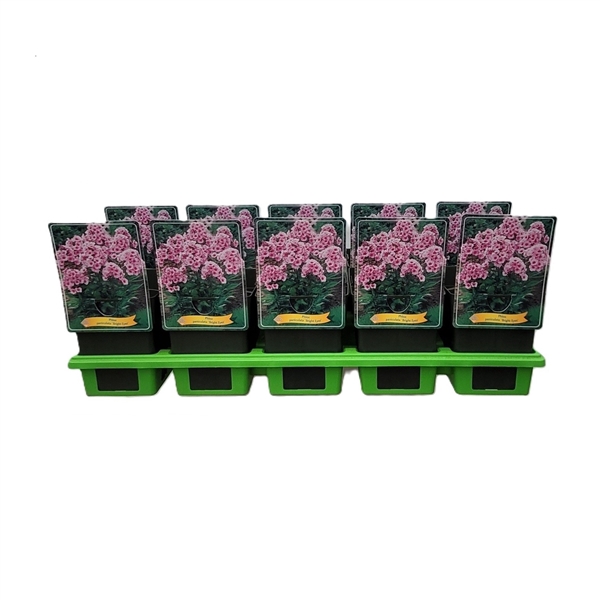 <h4>Phlox Paniculata Grp 'Bright Eyes' P11</h4>