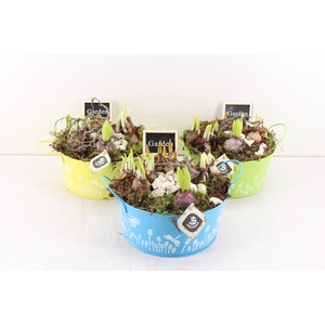 arr.. Bollenmix JS - Zink spring x2