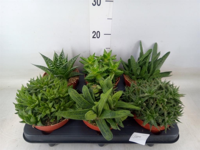 <h4>Aloe   ...mix</h4>