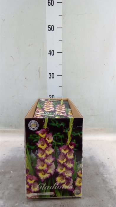 <h4>Gladiolus   ...flowerbulbs</h4>