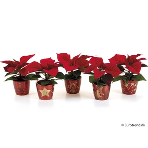 EUPHORBIA PULCHERRIMA  MINI P6 E 2257 KERST