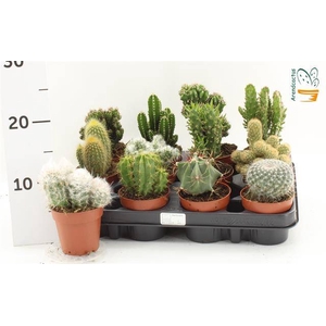 Cactus Gem