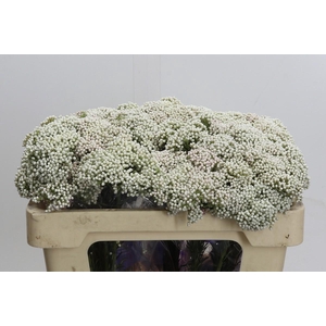 Ozothamnus Cooks Snow White