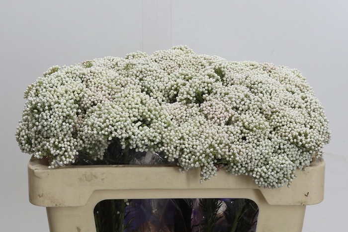 Ozothamnus Cooks Snow White