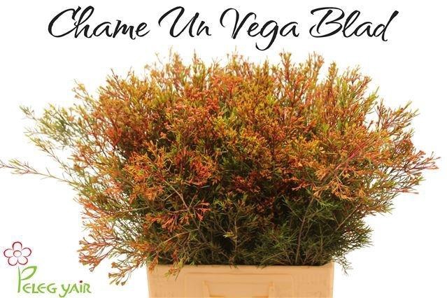 <h4>Chame Un Vega Blad</h4>