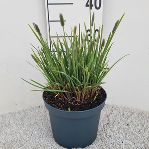 Sesleria Nitida P19