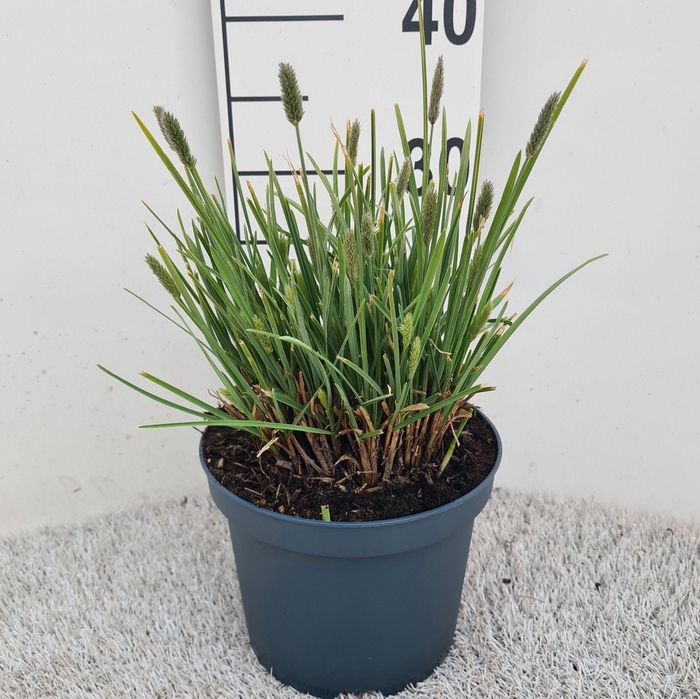 <h4>Sesleria Nitida P19</h4>