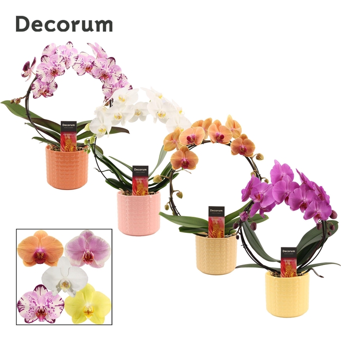 <h4>Phalaenopsis boog mix in Kaya (Sympathetic moods-collection)</h4>