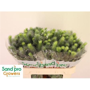 Eryn Pacifi Blue Sky