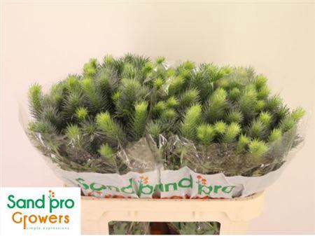 <h4>Eryn Pacifi Blue Sky</h4>