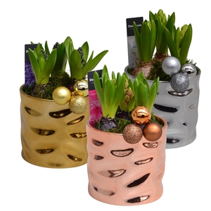 Hyacint Tri-color Gold Maxi HL11202 [SHINY & SPARKLING]