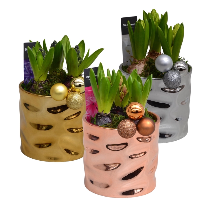 <h4>Hyacint Tri-color Gold Maxi HL11202 [SHINY & SPARKLING]</h4>