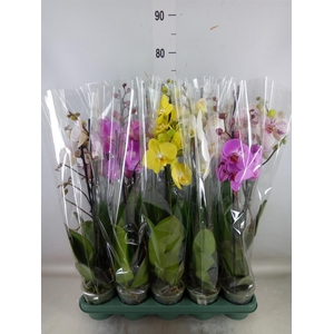 Phalaenopsis   ...mix