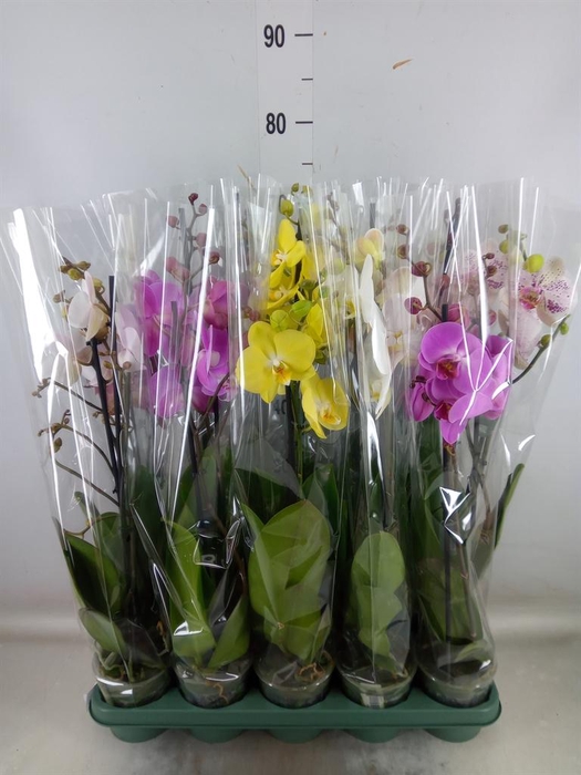 <h4>Phalaenopsis ...mix</h4>