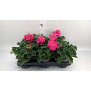 Pelargonium zona.   ...F1
