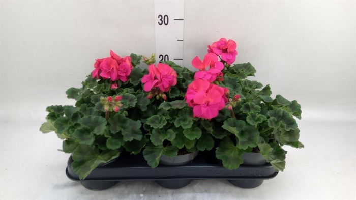 <h4>Pelargonium zona. ...F1</h4>
