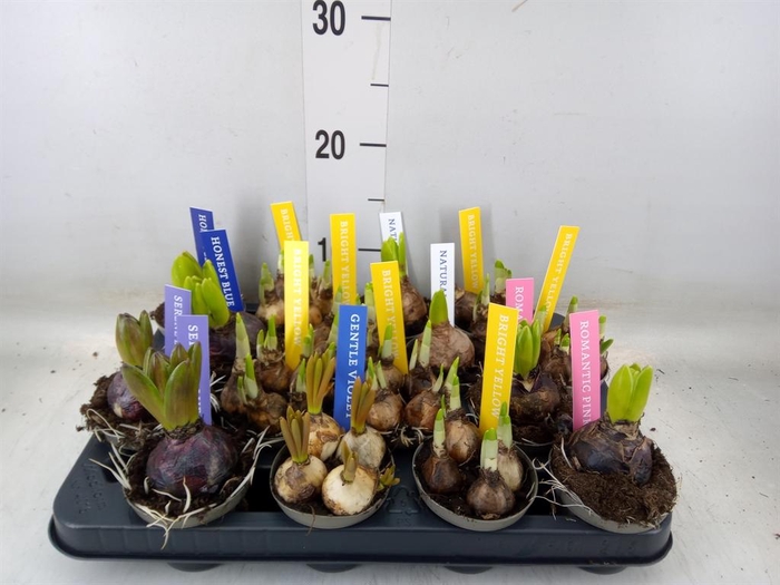 <h4>Bolbloemen   ...mix</h4>