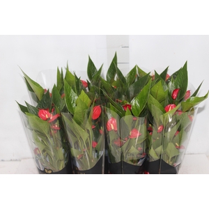 ANTHURIUM MINI MILLION FLOWERS P09