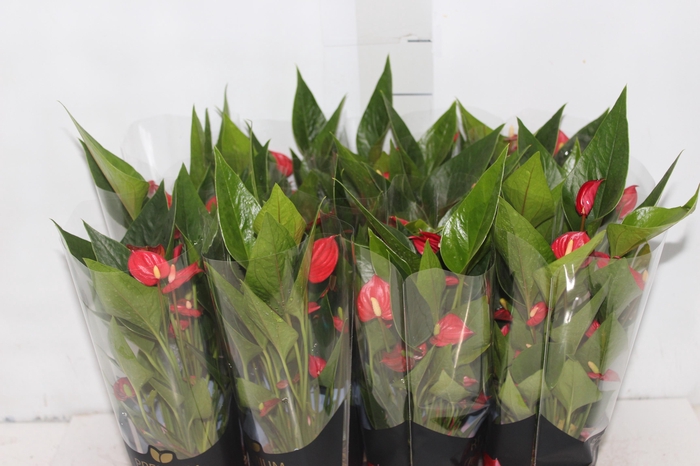 <h4>ANTHURIUM MINI MILLION FLOWERS P09</h4>