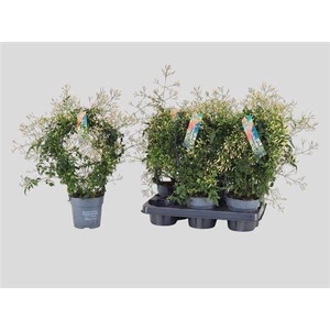 ** Jasm Polyanthum Wit 22+ Winter Promo **