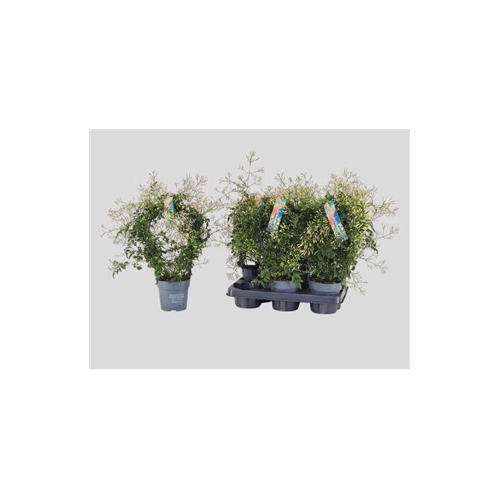 <h4>** Jasm Polyanthum Wit 22+ Winter Promo **</h4>