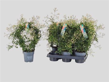 ** Jasm Polyanthum Wit 22+ Winter Promo **