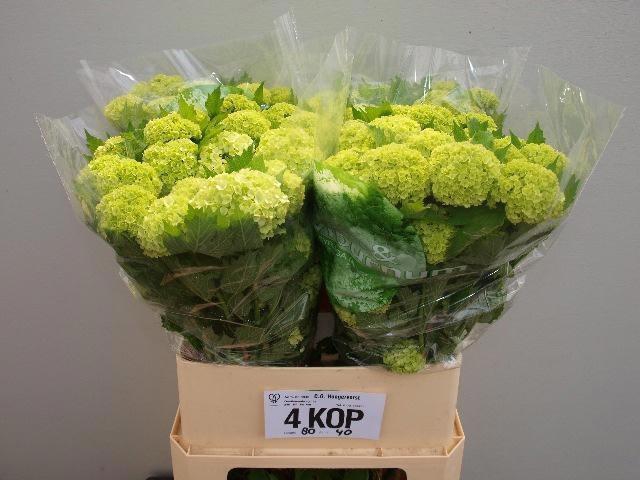 <h4>VIBURNUM ROSEUM ST</h4>