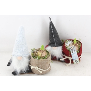 arr4 Hyacint JS - Gnome grijs/rood bont x4