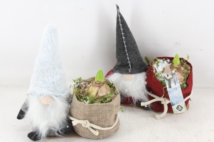 <h4>arr4 Hyacint JS - Gnome grijs/rood bont x4</h4>