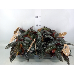 Begonia BD mac. 'Spotlight Dark'