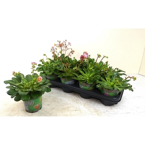 LEWI COTYLEDON