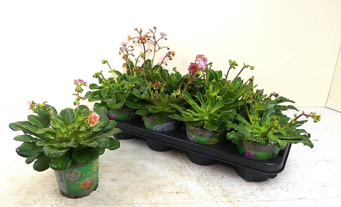 <h4>LEWI COTYLEDON</h4>