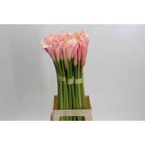 Zantedeschia Eydolls Salmon