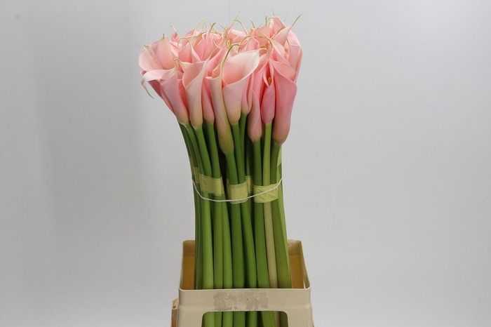 Zantedeschia Eydolls Salmon