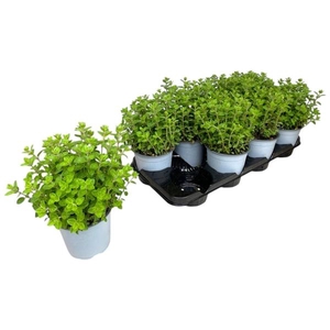 Origanum vulgare