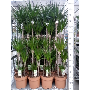 Dracaena marg.