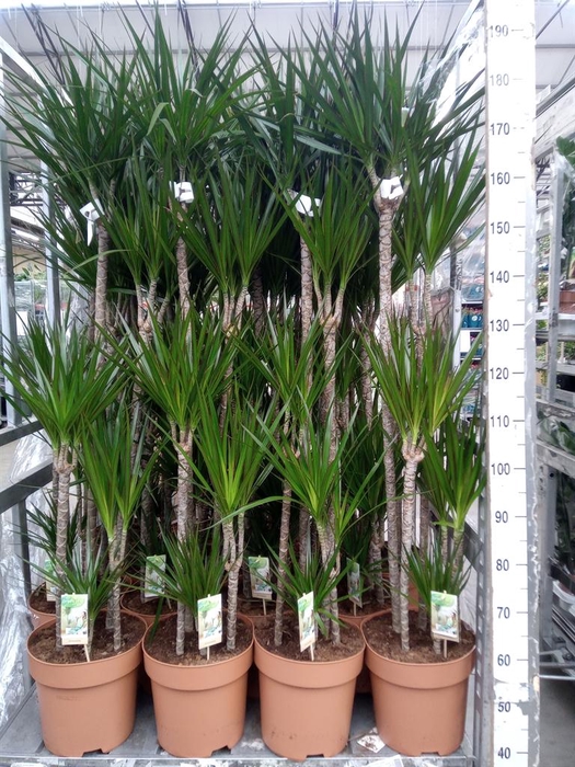 <h4>Dracaena marg.</h4>